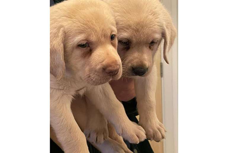 Labrador-honden voor herplaatsing
