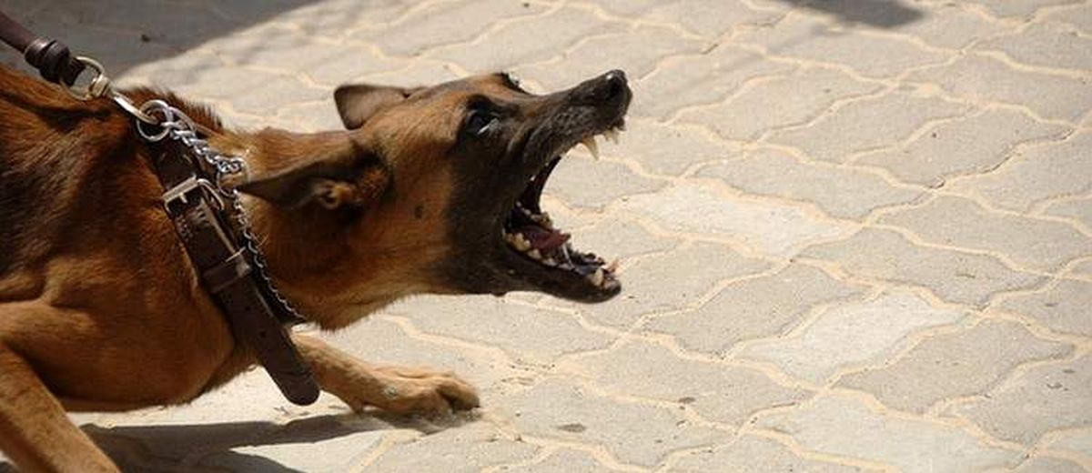Agressief gedrag bij een hond,  Kerry Blue Terrier