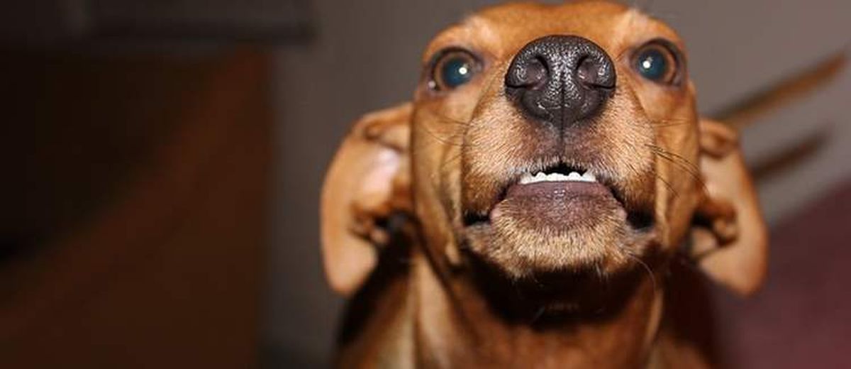 Waarom zijn kleine honden vaak zo fel,  Australian Silky Terrier