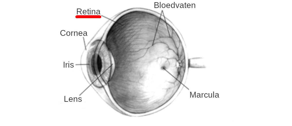 Progressieve retina atrofie (PRA) bij een Drentsche Patrijshond
