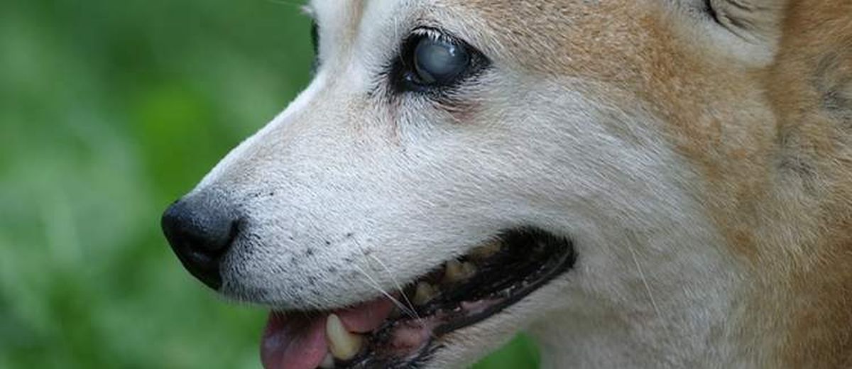 Tips voor het omgaan met een blinde hond,  Spaanse waterhond