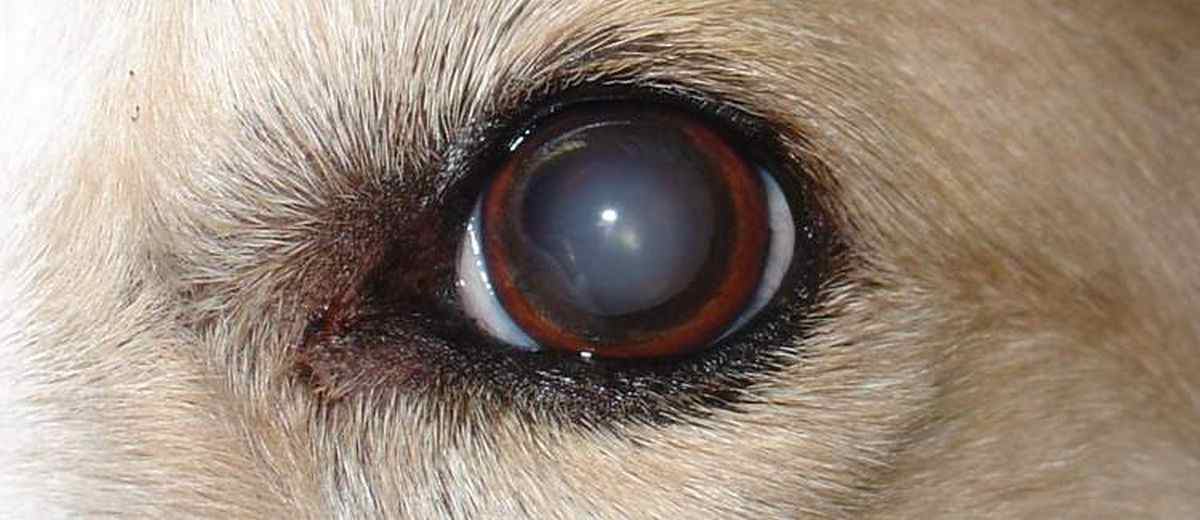 Cataract  bij een Appenzeller Sennenhond 