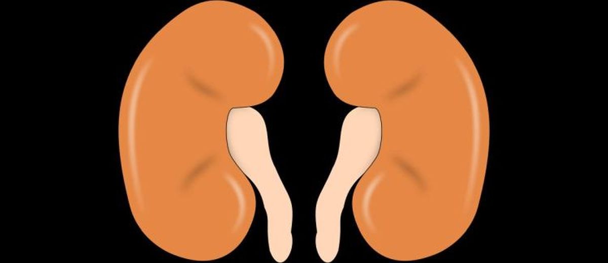 Chronisch nierfalen bij een Poedel 
