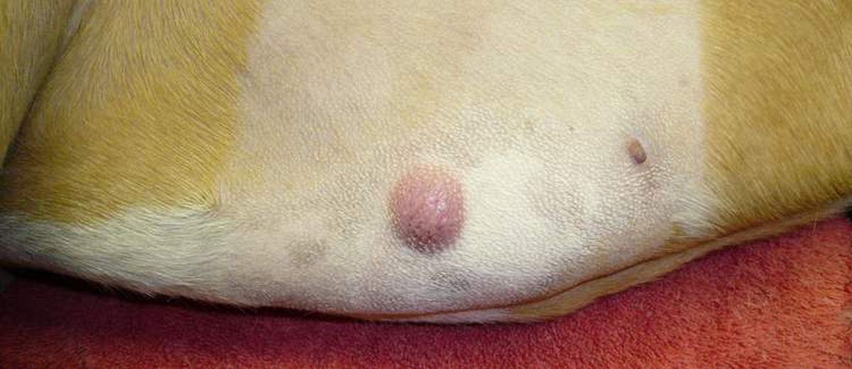 Mastceltumoren  bij een Labrador Retriever
