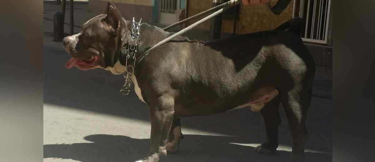 Zeker 246 American Bully XL honden worden geëuthanaseerd