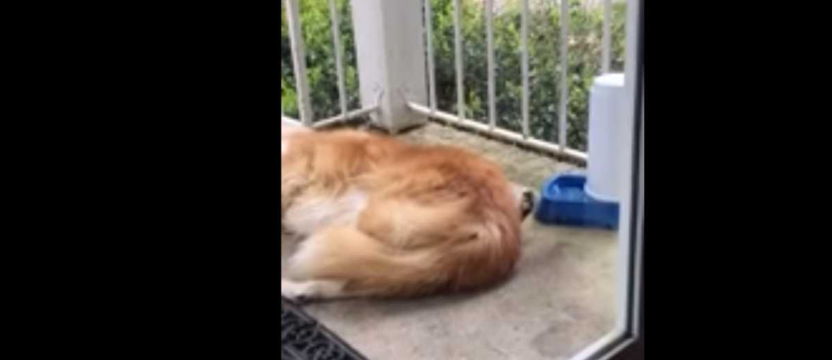 Vogeltje plukt haren van slapende hond (video)