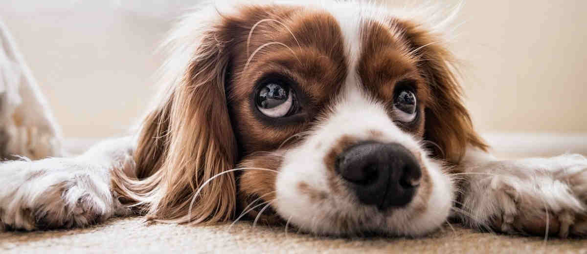 Fairdog, het toekomstige platform voor eerlijke hondenhandel