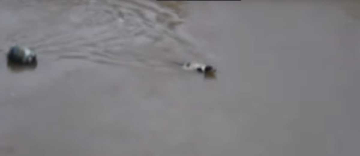 Hond redt haar pups van verdrinking (video)