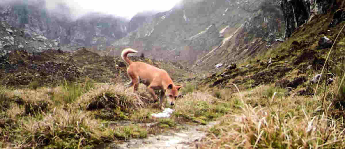 Meest zeldzame en oudste hond opnieuw ontdekt in het wild