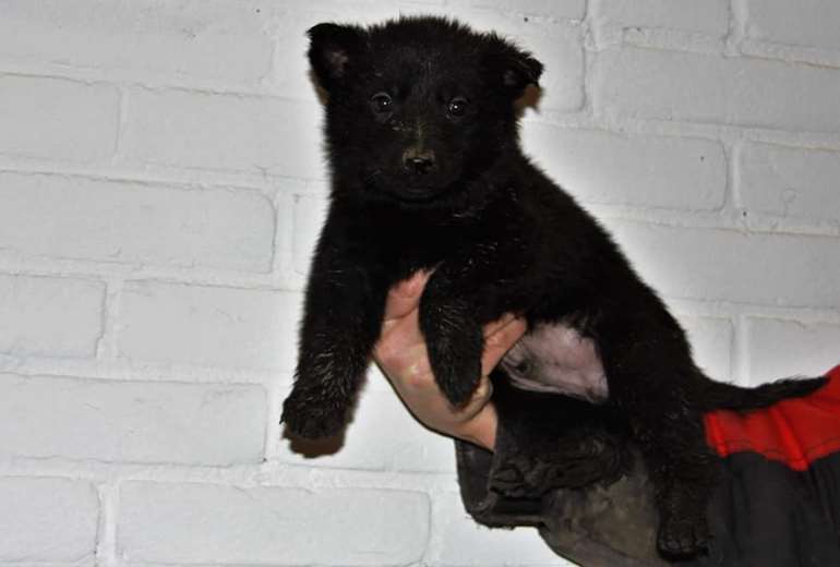 Te koop Zwarte Duitse Herder Pups uit bekende werklijnen, Duitse herder