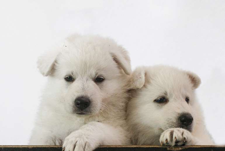 Te koop Zwitserse Witte Herder pups, Zwitserse Witte herder