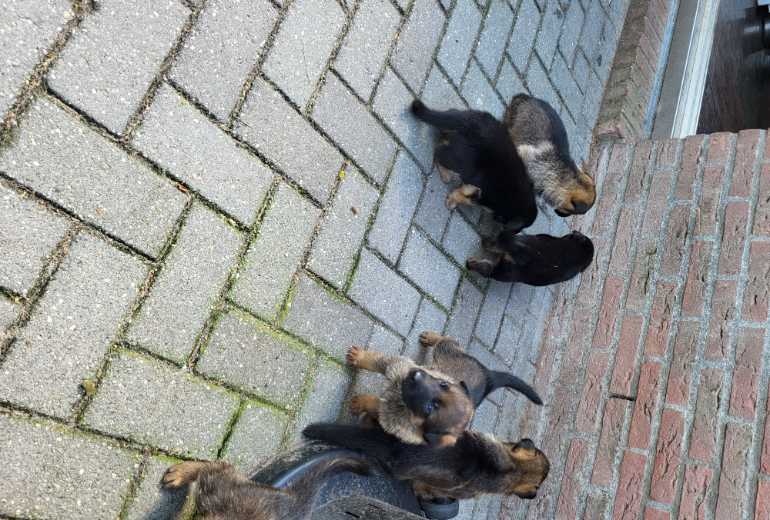 Te koop Mooie Duitse Herder pups, Duitse herder