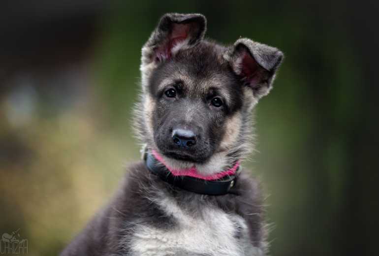 Te koop Oost Europese Herder puppy's, Oost Europese Herdershond (VEO)