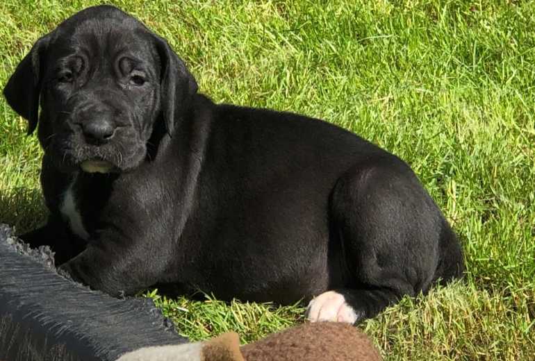 Te koop Leuke Duitse Dog pups te koop bij de Lillerheide, Duitse (Deense) Dog