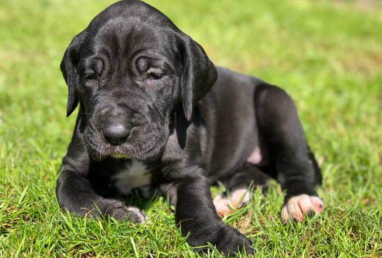 Te koop Leuke Duitse Dog pups te koop bij de Lillerheide, Duitse (Deense) Dog