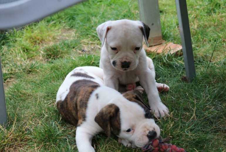 Te koop Nest standaard Amerikaanse bulldog pups met stamboom gepland, Amerikaanse Bulldog