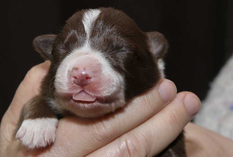 Te koop Border Collie pups: sable en wit, bruin wit, driekleur en zw, Border Collie