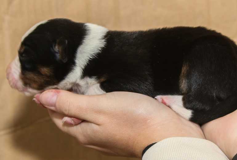 Te koop Border Collie pups: sable en wit, bruin wit, driekleur en zw, Border Collie