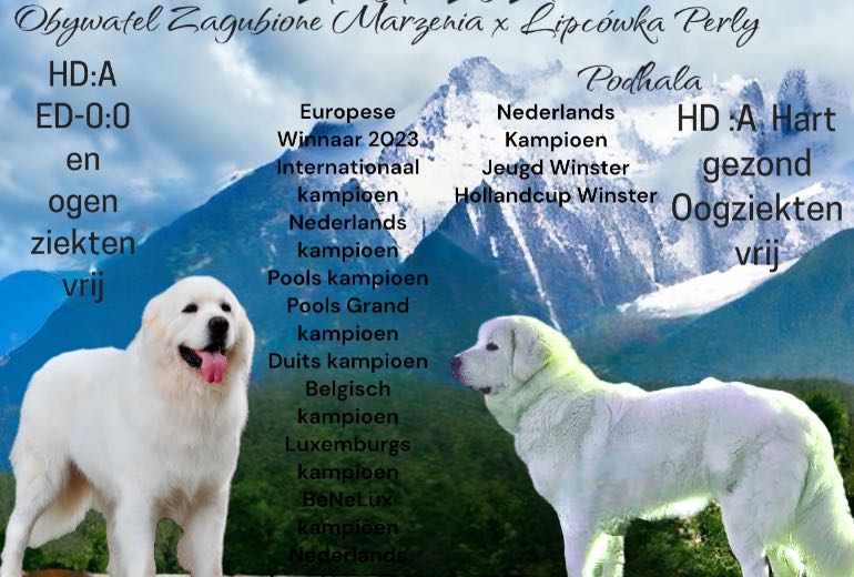 Te koop Tatra pups /Poolse Berghond, Tatra hond
