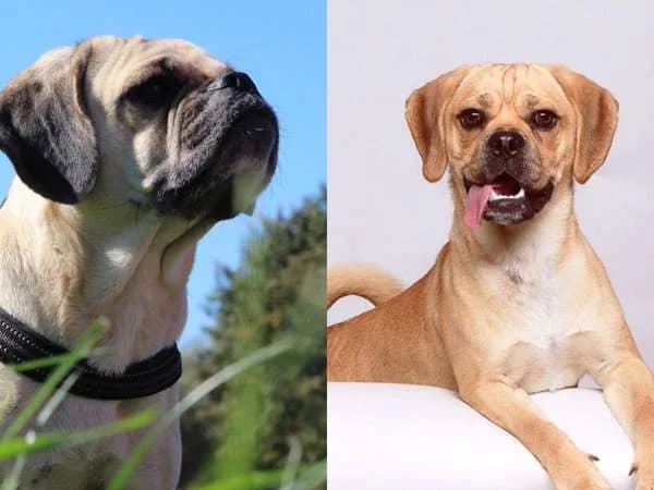 Puggle — Puppy's Verwacht!