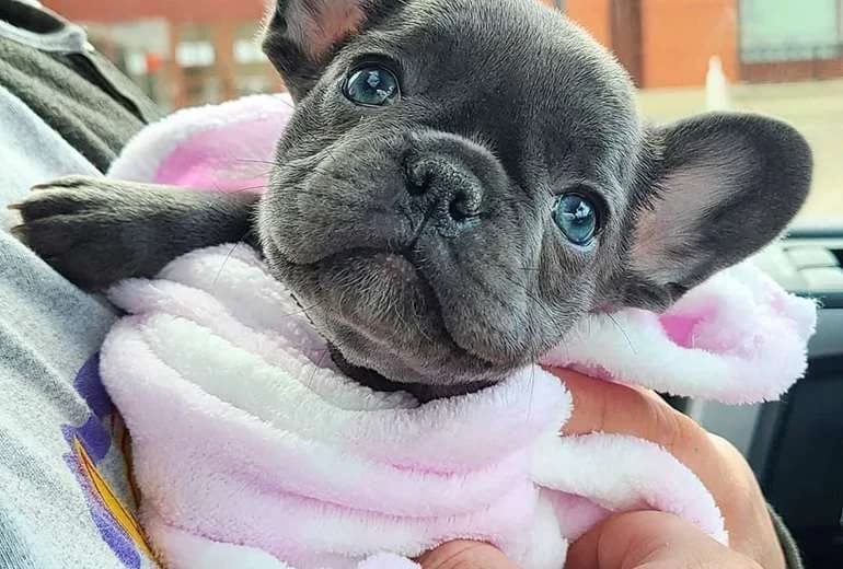 Franse Bulldog — Franse Bulldog-puppy's klaar