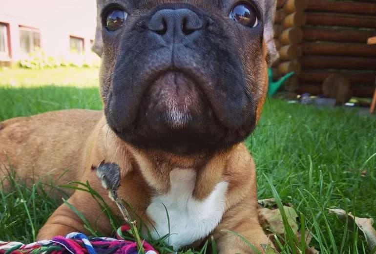 Franse Bulldog — Franse bulldogs honden