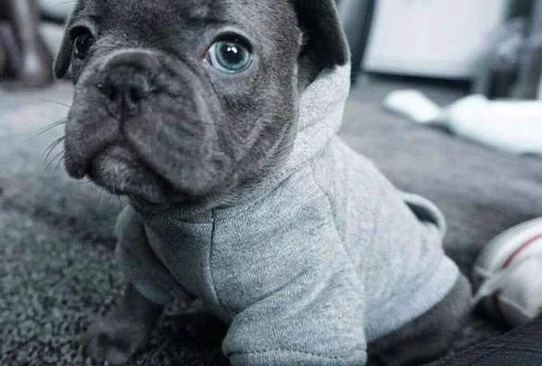 Franse Bulldog — Schattige Franse bulldog pups