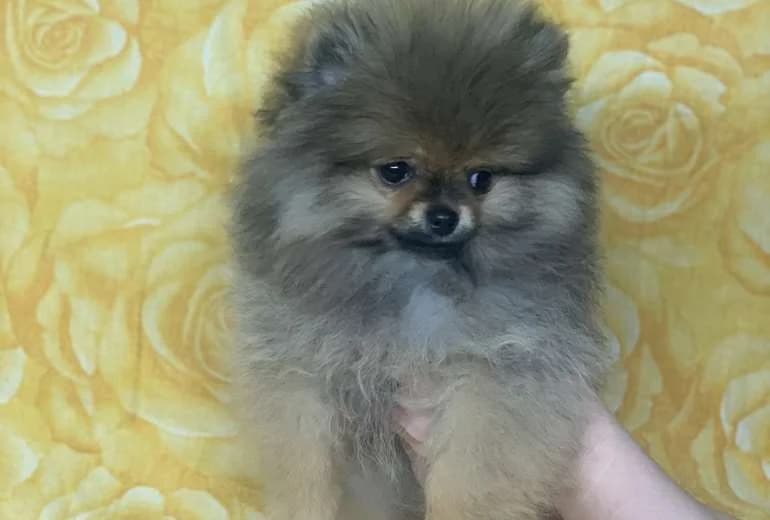Pomeriaan — Pomeriaan / Pommeren puppy / Bearface