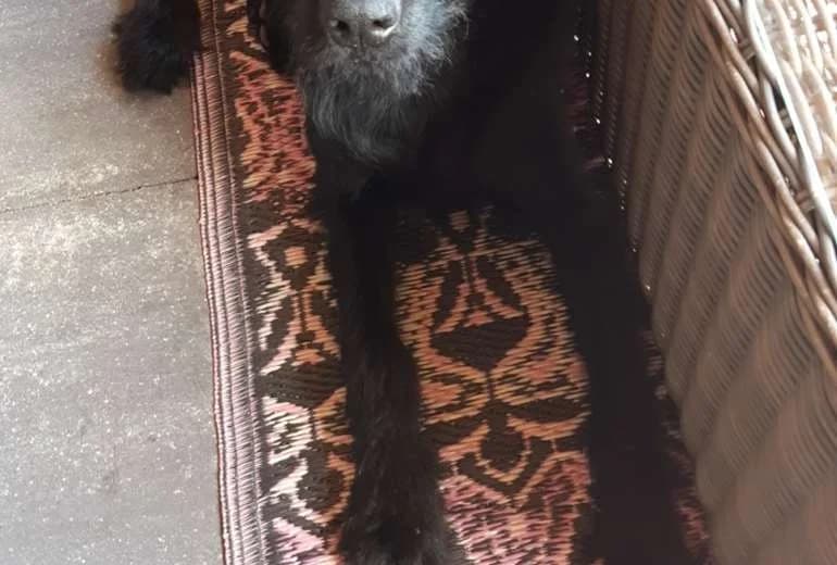 Labradoodle — Labradoodle F1 van 9 maanden