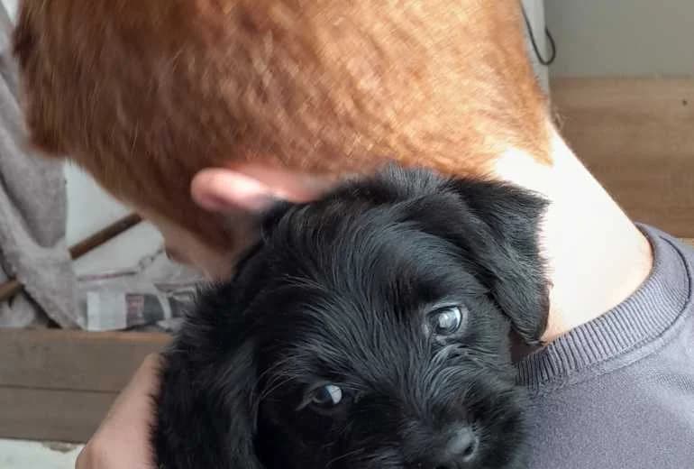 Labradoodle — Labradoodle pups zwart