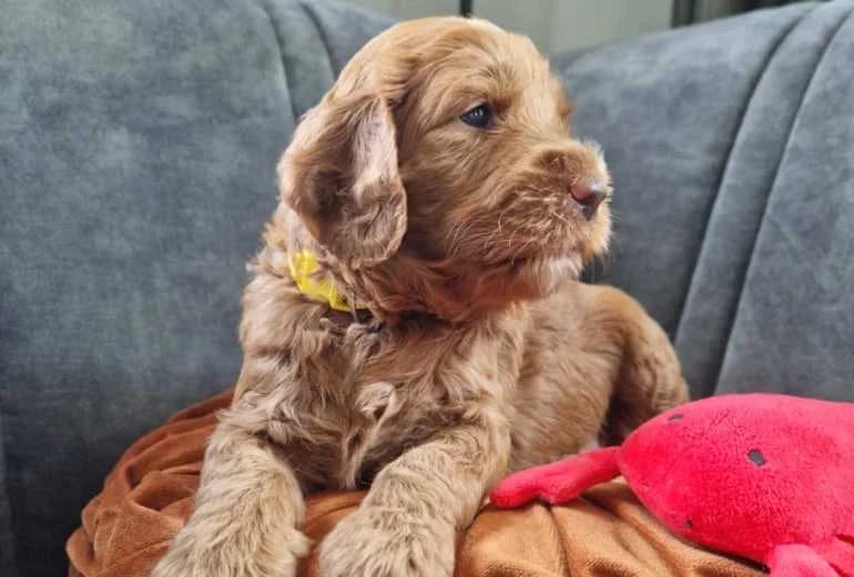 Labradoodle — Labradoodle ALF 2
