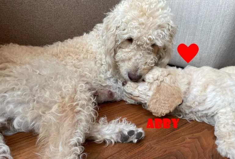 Labradoodle — Nestje vol lieve blonde Labradoodle pups geboren