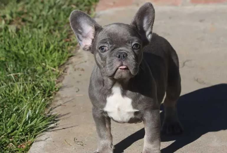 Franse Bulldog — Super mooie Blauwe Franse Bulldog Pupjes.