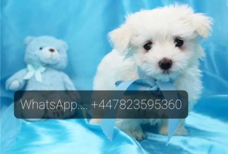 Maltezer — Maltezer pups