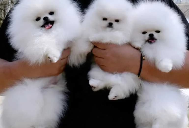 Pomeriaan — Pomeriaan pups