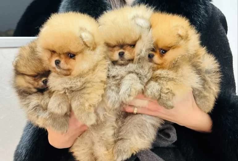 Pomeriaan — Pomeriaanse Spitz pups