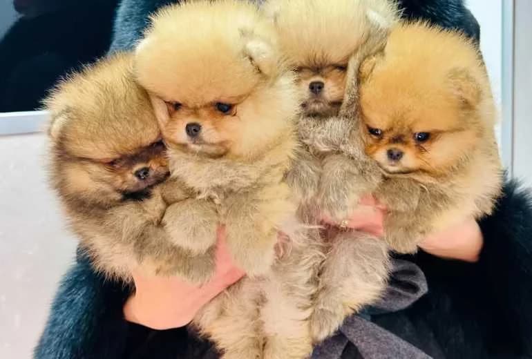 Pomeriaan — Pomeranian / Pomeriaan pups