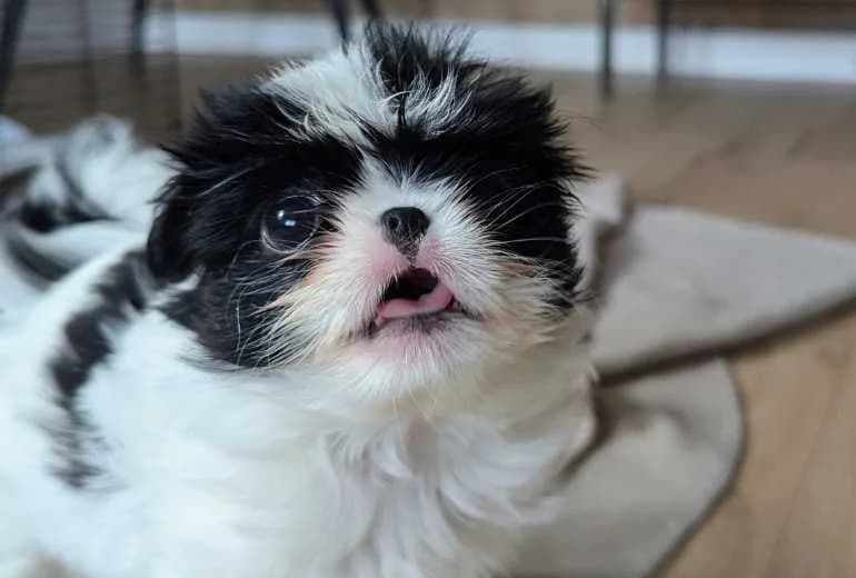 Japanse Spaniel (Chin) — Japan Chin/Welpen