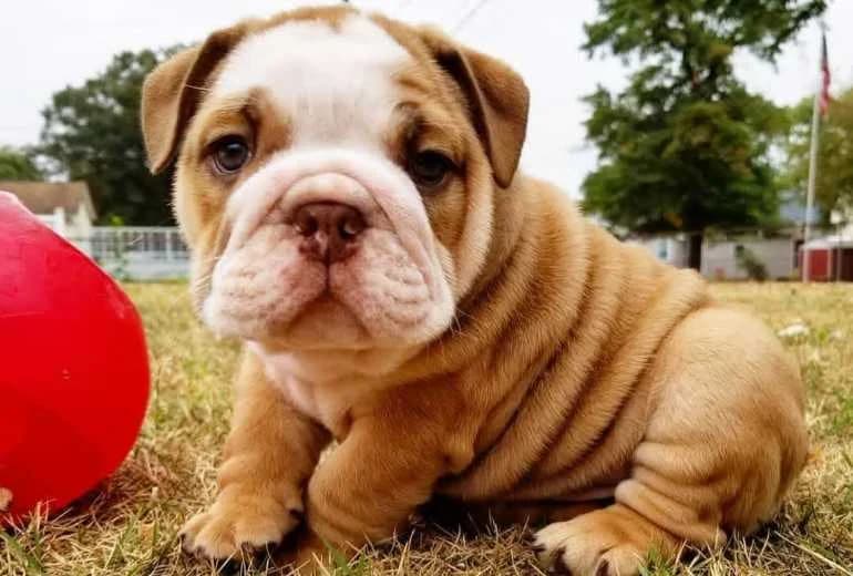 Engelse Bulldog — Engelse Bulldog pups zoeken een goed huis
