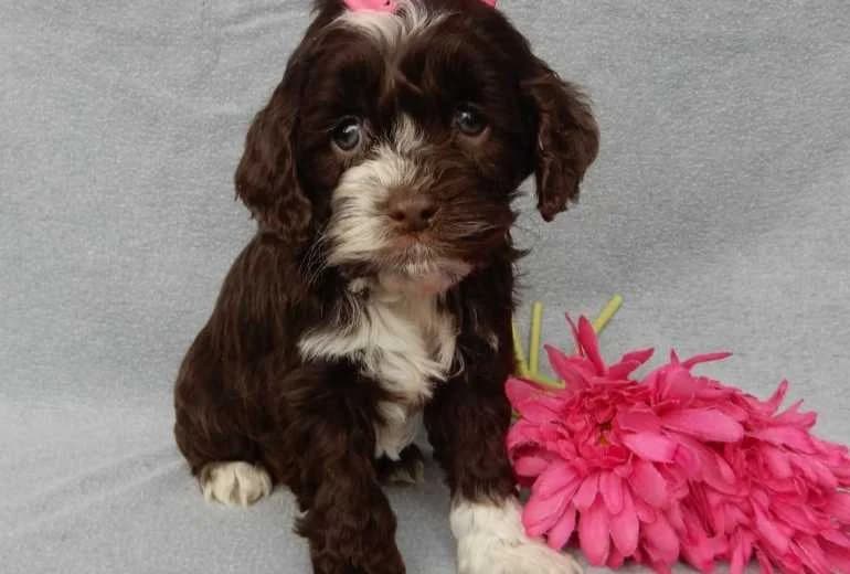 Cockapoo — Cockapoo-puppy's gratis te adopteren