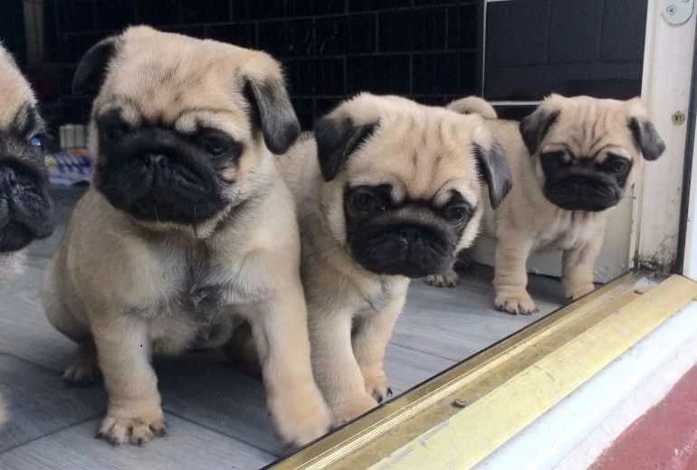 Mopshond — mopshond-puppy's te koop +447403554073