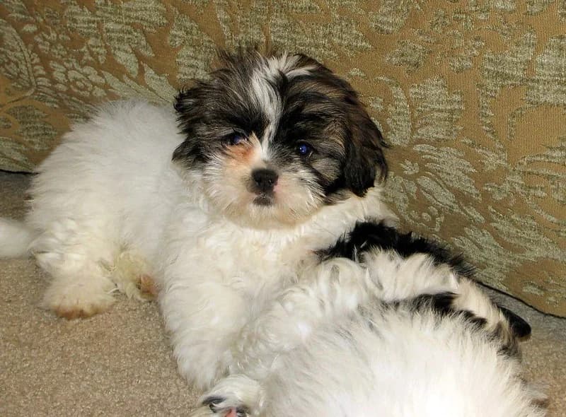 Shih Tzu-puppy's met een schattig 'poppengezichtje'