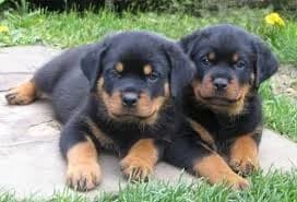 Top kwaliteit Rottweiler puppy's