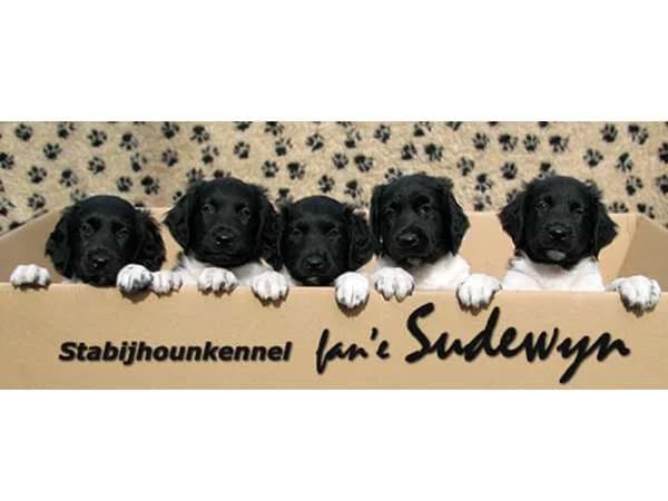 Friese Stabij kennel fan'e Sudewyn