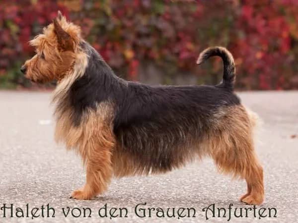 Haleth von den Grauen Anfurten