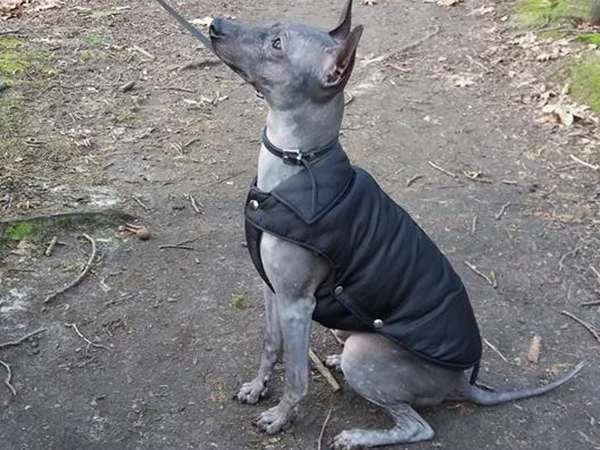 Diva
