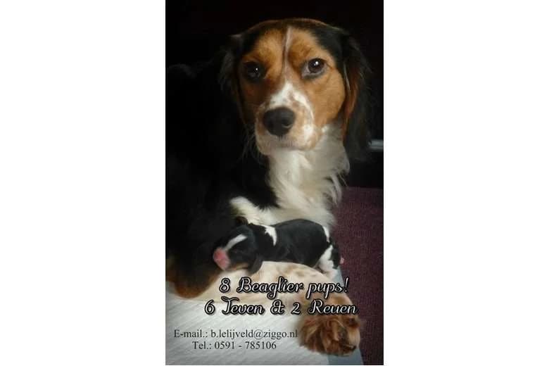 Beaglier , Cav-a-malt & Boerboel