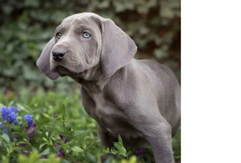 Weimaraner-Welpen aus deutscher, genehmigter Zucht