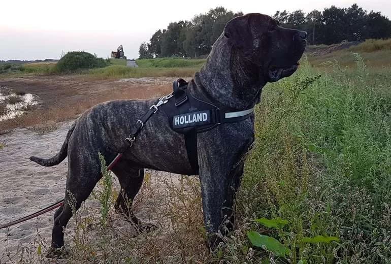 Usko Baluarte de los Perros (Ironbull)