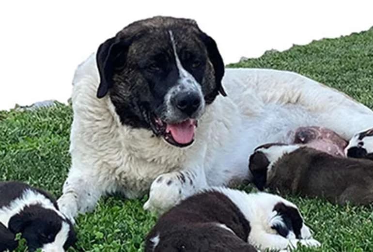 Regina met pups